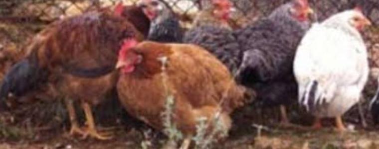 Кокошкар  от Победа е заловен при кражба във Вранино
