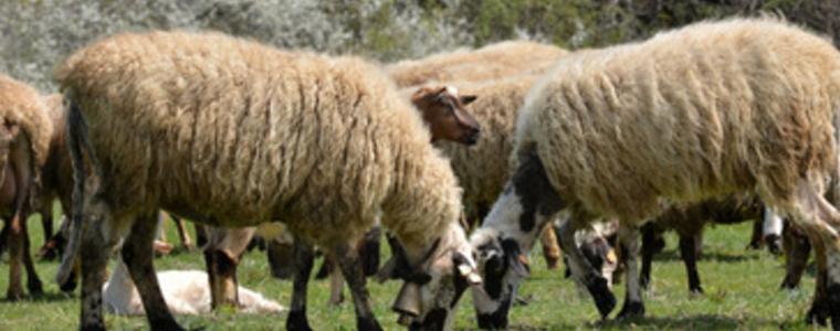 Ялите месо от заразената овца  в Оброчище са под лекарски контрол