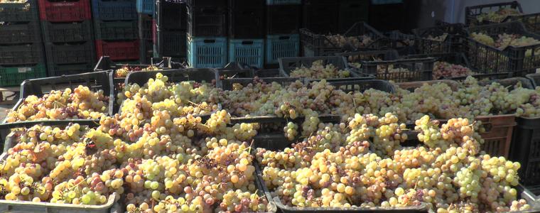 Най-евтино е продаденото грозде, казват търговците. Цените са между 0.70 и 1.40 лв. за кг (ВИДЕО)
