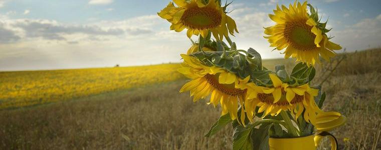 Ниски добиви от слънчоглед и царевица в добричко