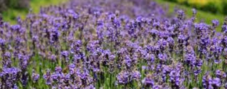 НССЗ и Аграрен университет Пловдив организират среща-семинар в Добрич