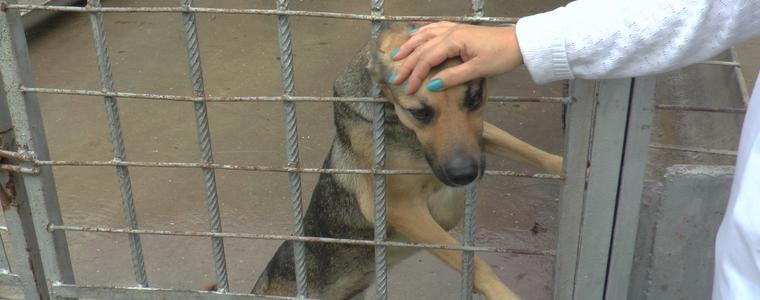 През есента се увеличава притокът на безстопанствени кучета към Добрич (ВИДЕО)