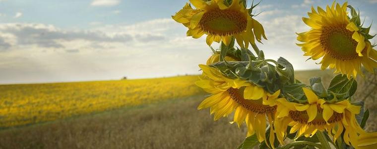 Приключва жътвата на слънчогледа