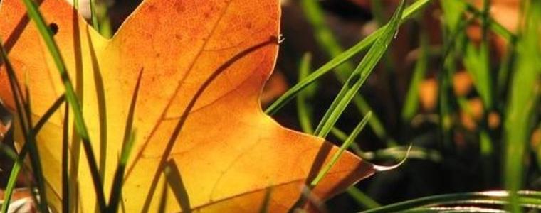 Сервизна информация в неделя