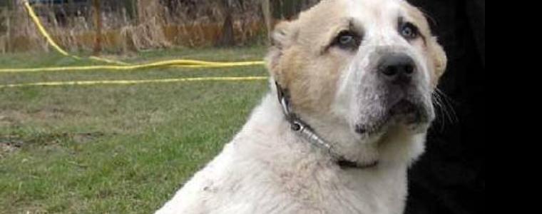 Спипаха 76 мъже, подготвяли боеве с кучета, сред тях има и добричлии