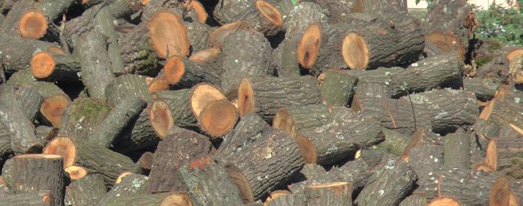 Свършиха дървата на борсите в Добрич (ВИДЕО)