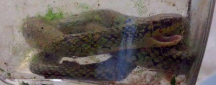 Бебе захапа и уби отровна змия в Бразилия