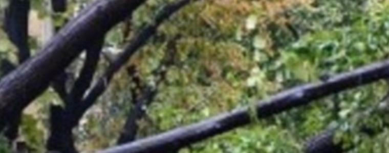Паднало дърво затрудни движението по пътя Стожер -Добрич