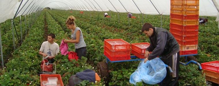 Търсят берачки на ягоди за Испания