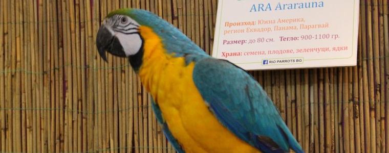 Рико от изложбата на папагали в мола говори, но само с дами (ВИДЕО)