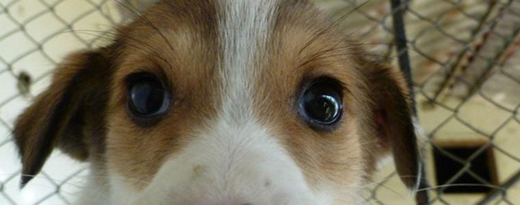 50 бездомни кучета са осиновени 2015 година