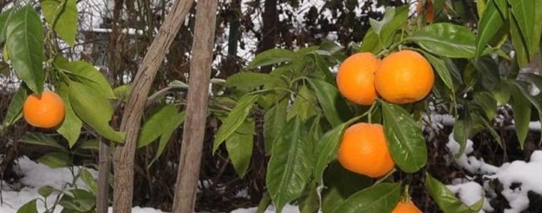 Цените на плодове и зеленчуци скачат през седмицата