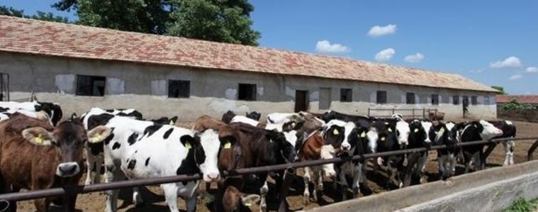 Агенцията по храните започва проверки в 1200 ферми