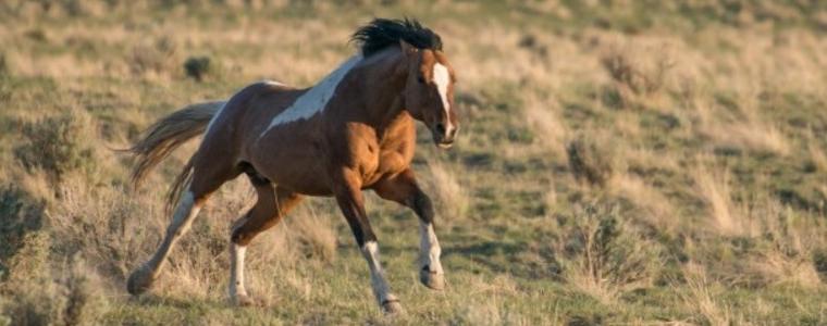Уплашен кон нахлу в митница и изпотроши три коли 