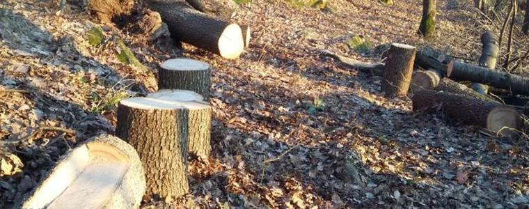 Хванаха двама за незаконна сеч в тошевско