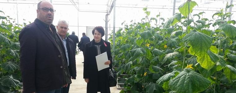 Модерна оранжерия за производство на краставици бе открита в Стражица