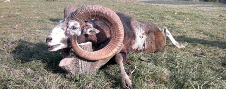 Успешна година от ловен туризъм за ДЛС-Балчик. Намаляват чуждите ловци