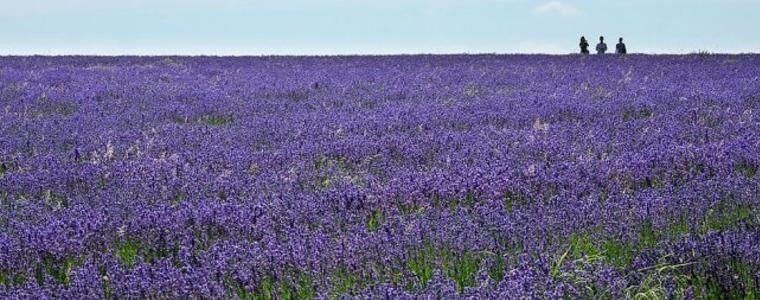 Дестилерия за етерични масла откриват в Добрич