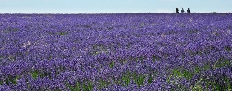 Днес окриват дестилерията за етерични масла