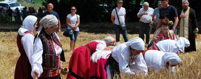 Започна жътвата на пшеницата в община Генерал Тошево