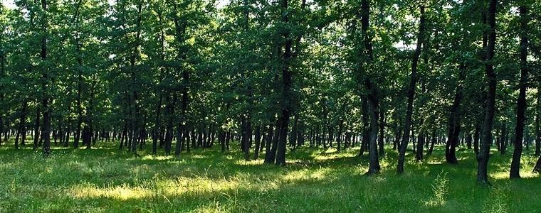 До 500 лв. е глобата за запален огън край гората, напомнят от СИДП