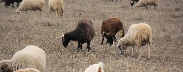 До утре всички едри преживни животни в страната трябва да бъдат ваксинирани срещу Заразен нодуларен дарматит