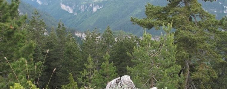 Гората в Родопите е кибрит, предупреждават горските