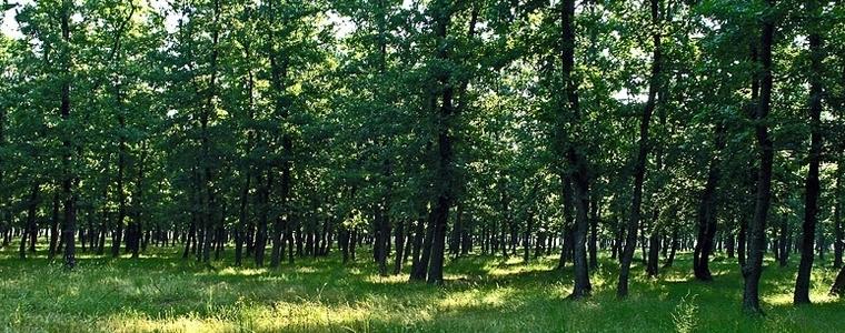 Североизточно държавно предприятие стартира процедура за закупуването на малки частни гори