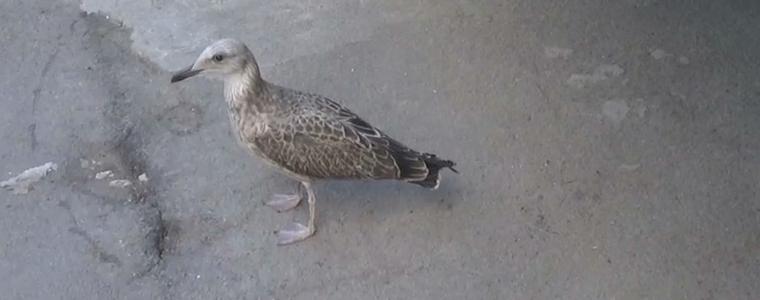 Спасиха чайка, паднала в дълбока шахта (ВИДЕО)