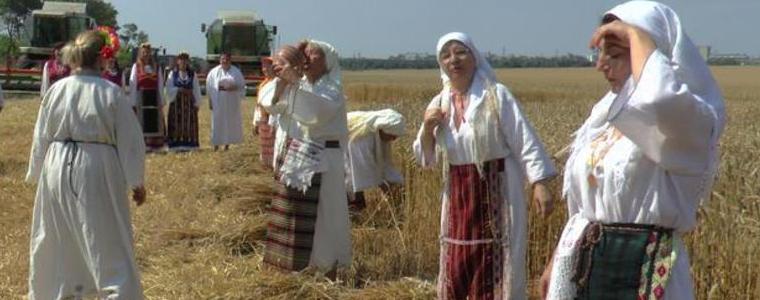 Усилна жътва, 25% от житото е прибрано