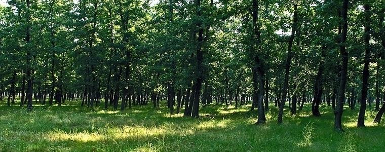 11 заявления за закупуване на частни гори в област Добрич са подадени до момента