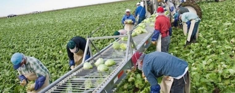 Еднодневните договори не са проблем за земеделците в Добруджа