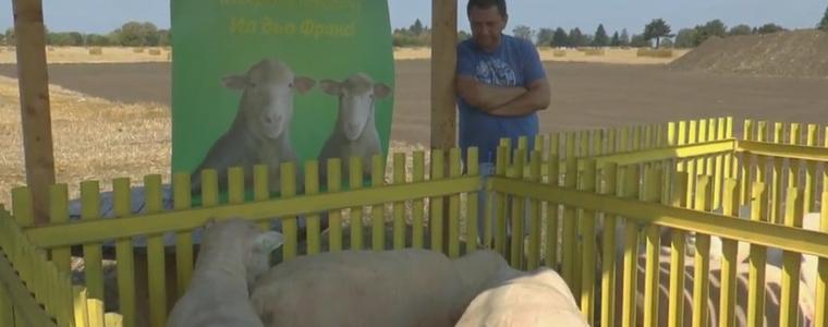 Царевец е домакин на Национално изложение на породата овце „Ил дьо Франс”
