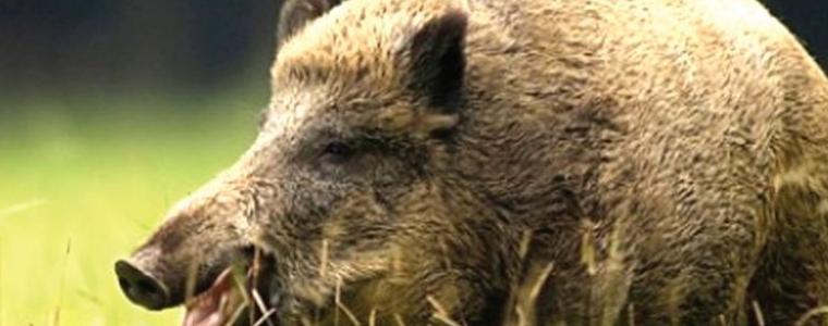 Днес  се открива груповият лов на дива свиня