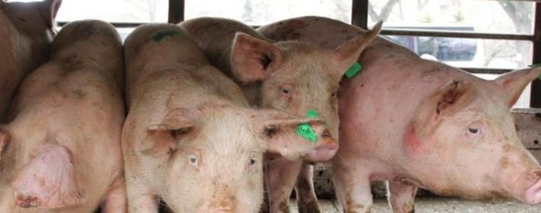 Набелязаха мерки с цел недопускане в областта на африканска чума по свинете и инфлуенца по птиците