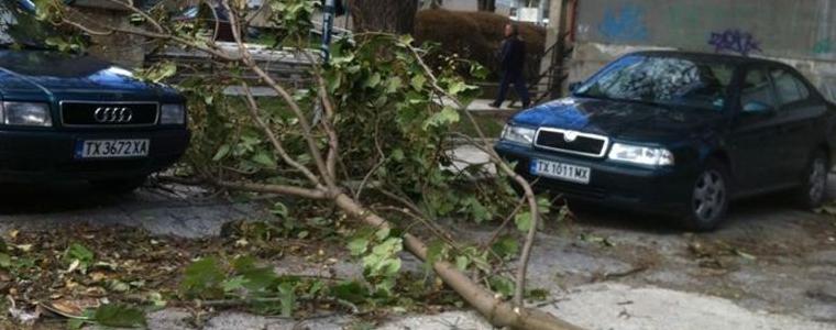Силен вятър в Добрич до 20 м/с