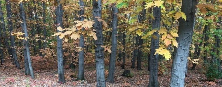 Времето в неделя