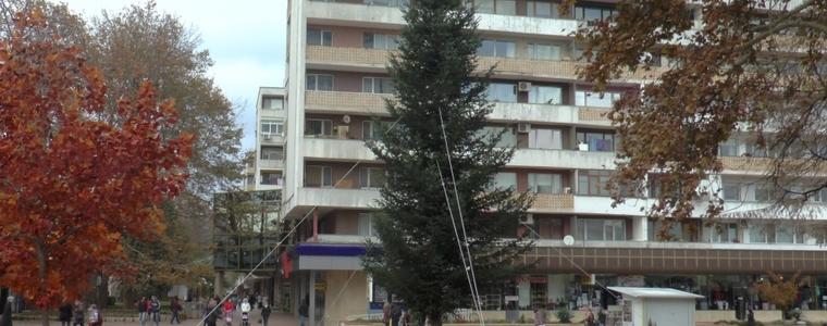 Коледната елха на Добрич ще грейне на 7 декември 