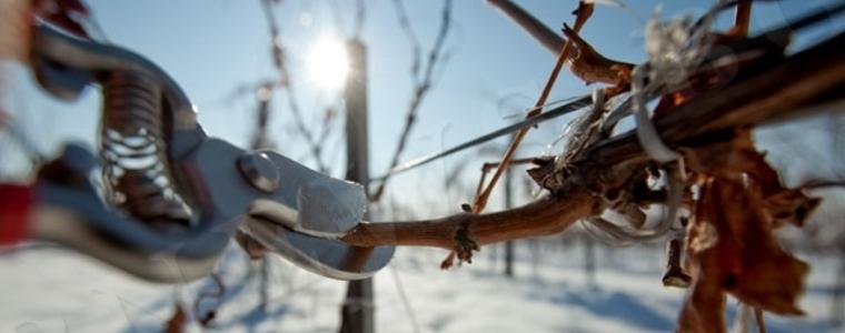 Богата празнична програма в Шабла за днешния Трифон Зарезан 