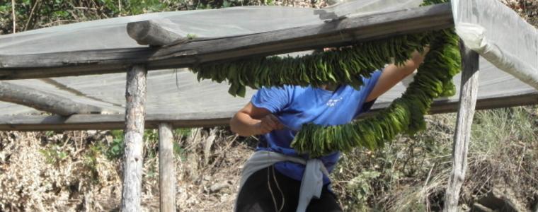 Изтича крайният срок за вписване на тютюнопроизводителите в регистъра