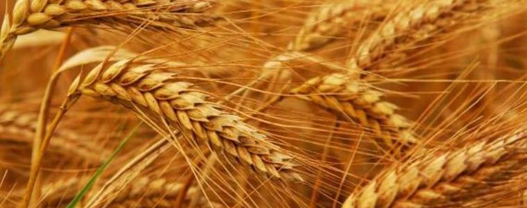 Добивът от ечемик тръгна с 530 кг в балчишко