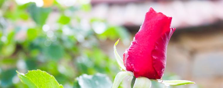 Прогноза за неделя, 18 юни