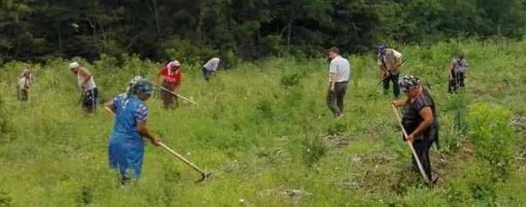 В ДЛС „Тервел” подпомагат растежа на 89 дка насаждения с церови фиданки