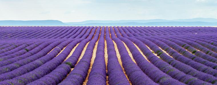Бум на насажденията с лавандула в Добричко 
