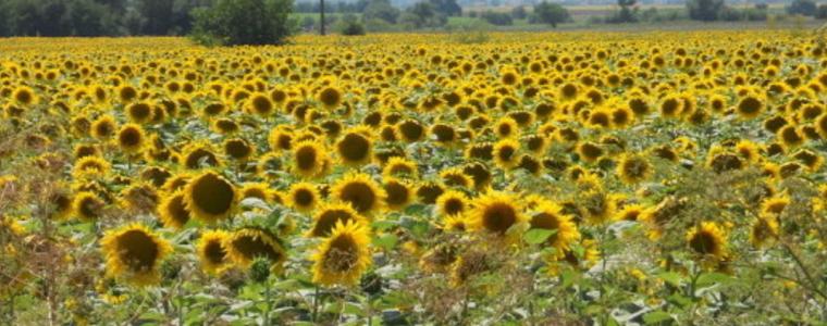 Горещниците тази година – хлад и градушки