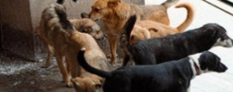 Готвят се ловни хайки срещу скитащи кучета и лисици