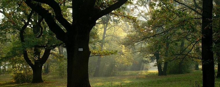 Обучение за опазването на горите организира СИДП