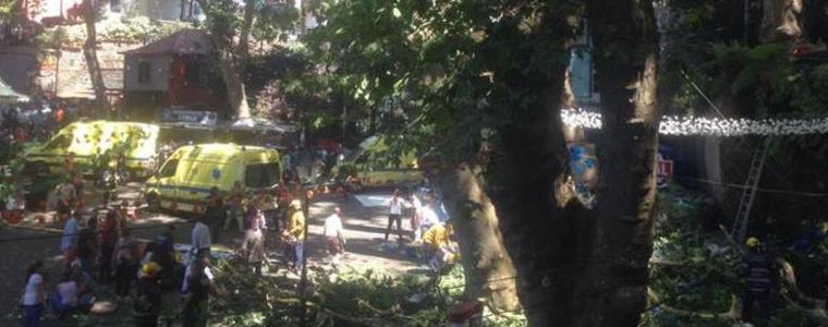 Паднало дърво уби 11 души на остров Мадейра, има десетки ранени