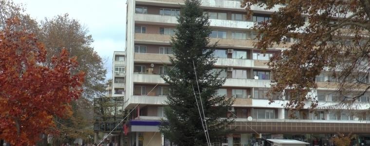 Днес ще светне Коледната елха на Добрич