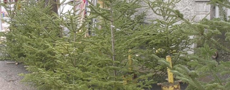 Живите елхи не са предпочитани от добричлии (ВИДЕО)